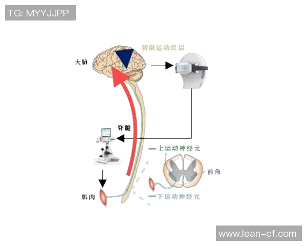 运动康复领域的新突破与前沿技术发展探索